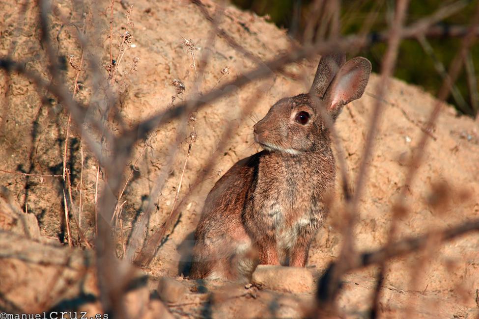 Conejo de campo (Oryctolagus cuniculus)